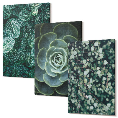 Sada obrazov na stenu triptych Zelené listy sukulentných rastlín a jemné vetvičky