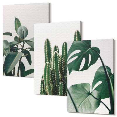 Sada 3 obrazov Tropické izbové rastliny estetické listy