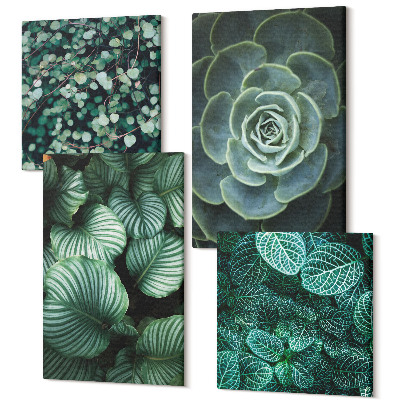 Sada obrazov kvadryptych Zelené listy sukulentných rastlín a jemné vetvičky