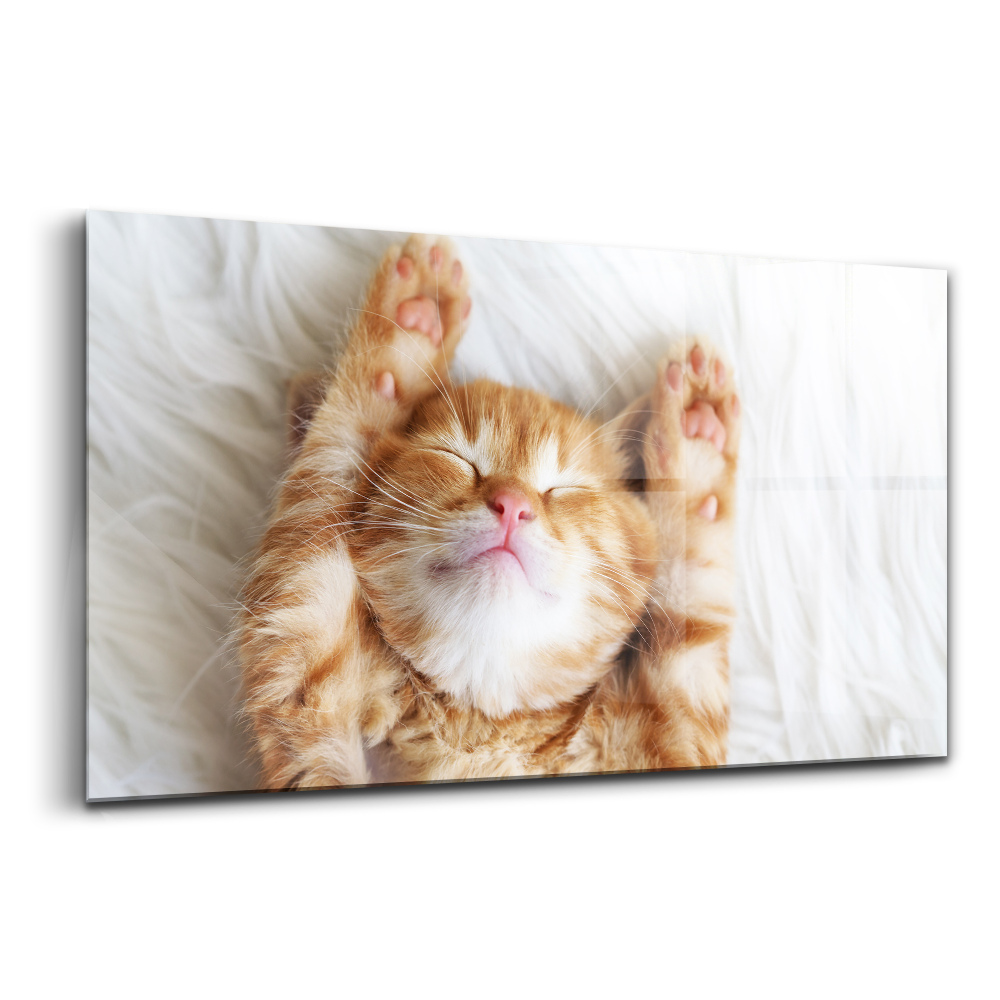 Luxusný sklenený obraz Malá spiaca mačka