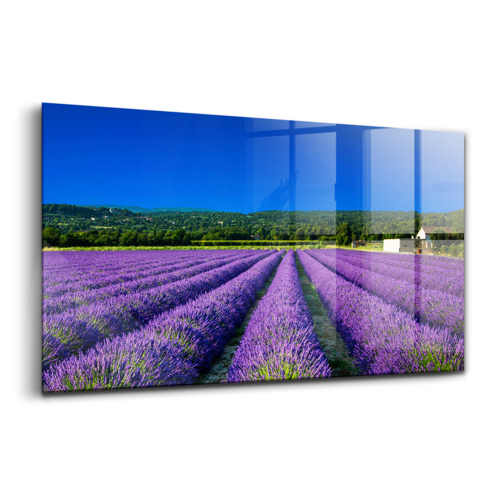 Obraz na skle Levanduľové pole v Provence