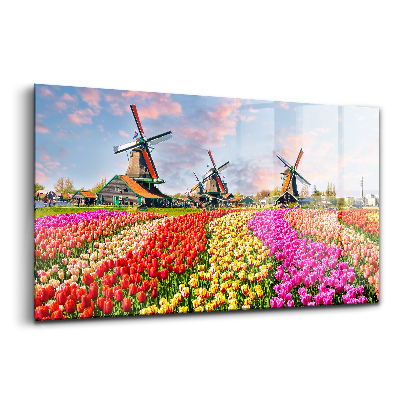 Obraz na skle Krajina s tulipánmi Holandsko